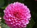 Pink dahlia